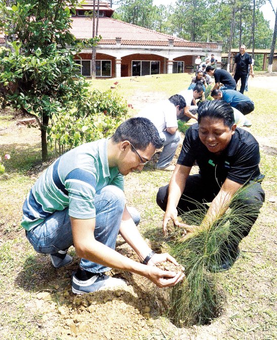 La actividad consistió en plantar uno pinos, cerca de los lugares donde han tenido que talar algunos árboles que se cortaron debido alaplaga del gorgojo.
